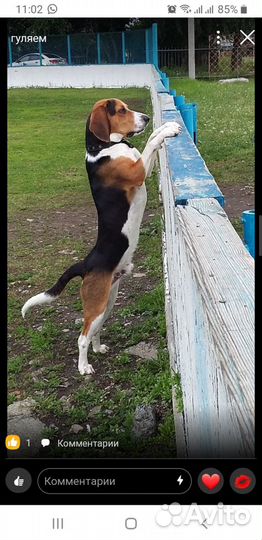 Эстонский Гончий выжлец для вязки Екатеринбу