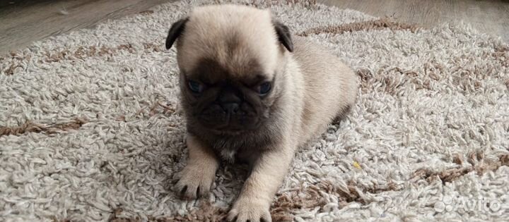 Щенки мопса