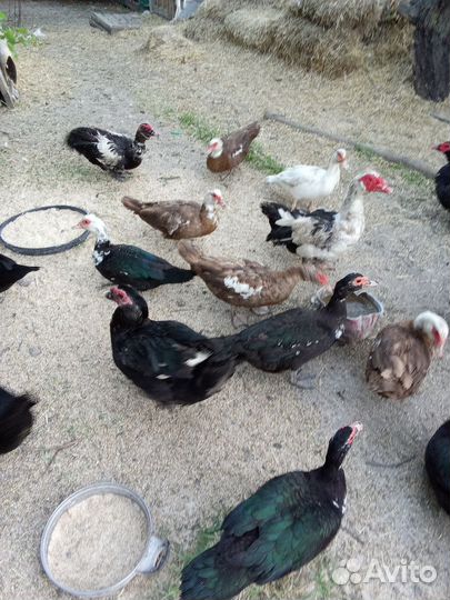 Домашние животные