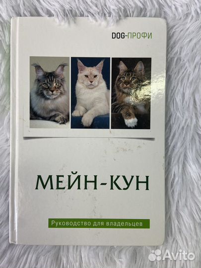 Dog профи Мейн Кун