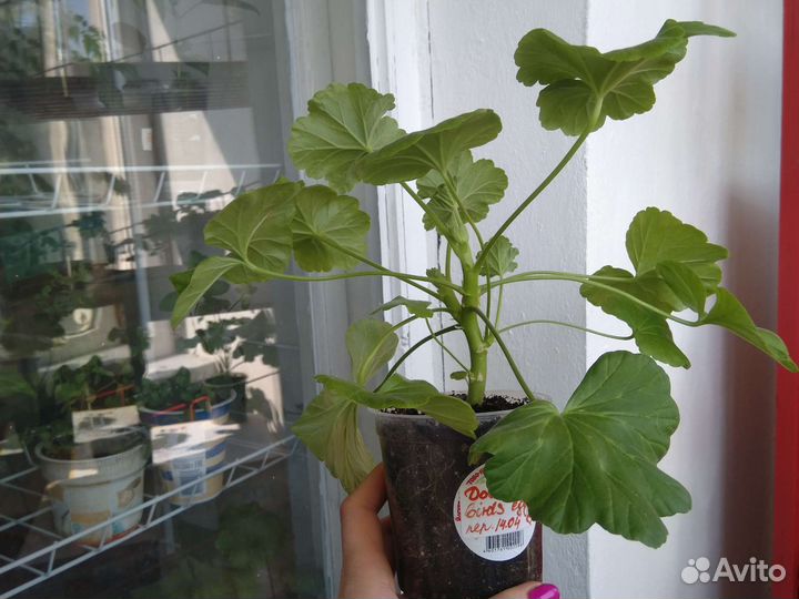 Пеларгония Double Pink Bird's Egg куст