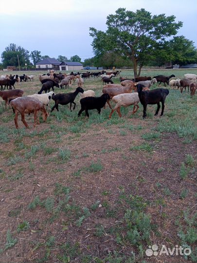 Овцематки кол. 100 гол,бараны произв. в кол.10 гол