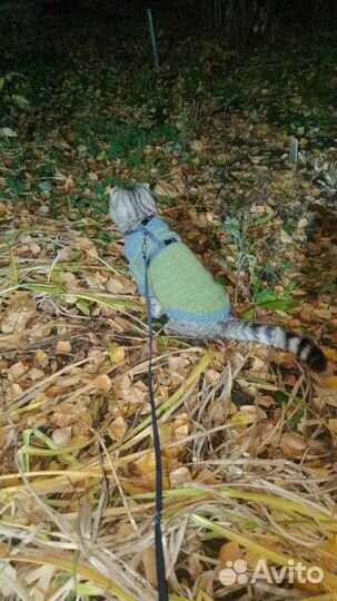 Одежда для животных