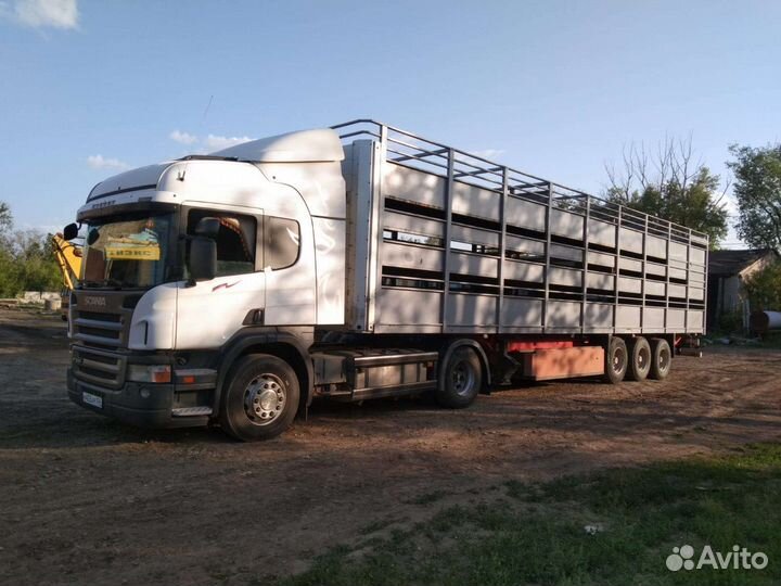 Услуги скотовоза,перевозка скота