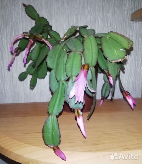 Рипсалидопсис