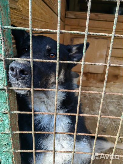 Гектор, собака из приюта ищет дом