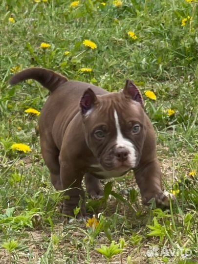 Американский булли микро
