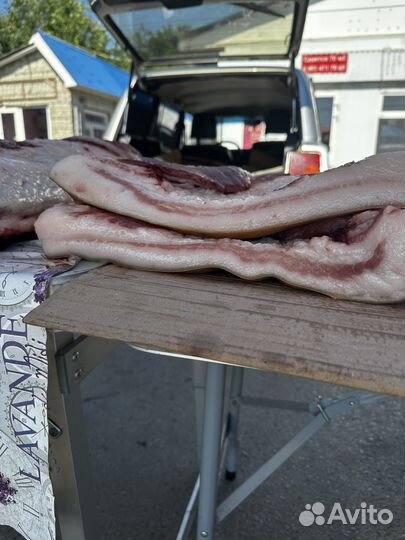 Пузовина домашняя