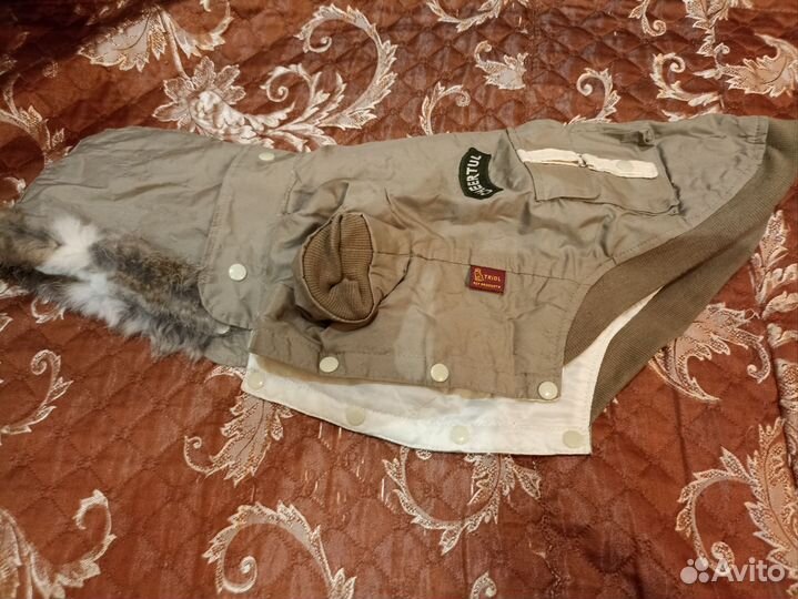 Куртка для миниатюрной таксы, осень