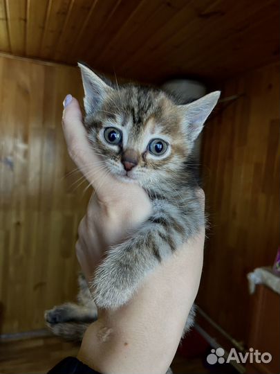 Котёнок (девочка)