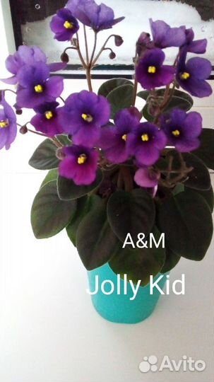 Фиалка мини