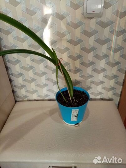 Цветы. Разные