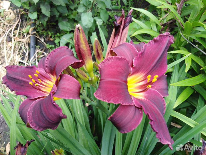 Лилейники, лилия (саранка) тигровая, ирисы