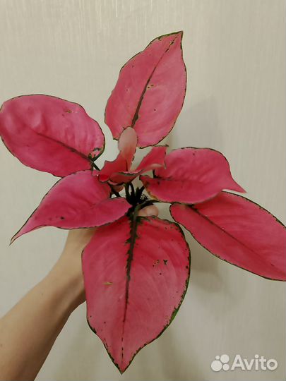 Аглаонема Punchy