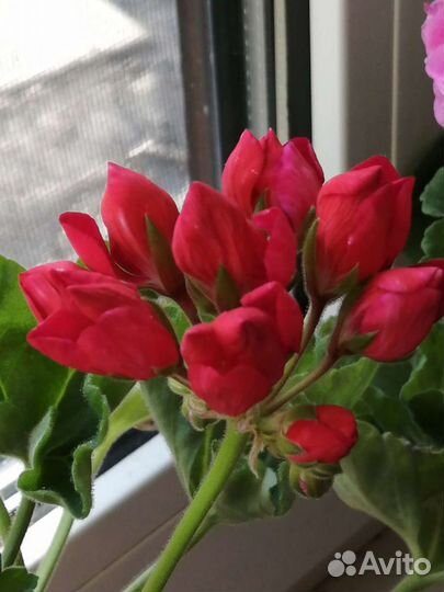 Тюльпановидная пеларгония