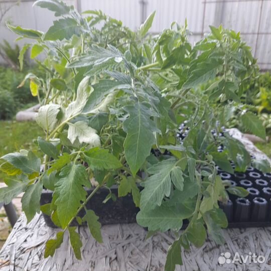 Рябчики императорские