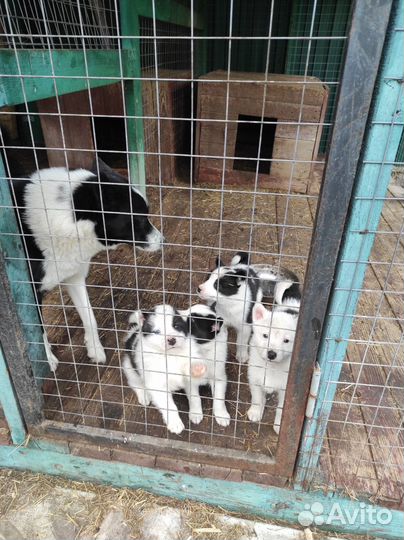 Щенки русско-европейской лайки