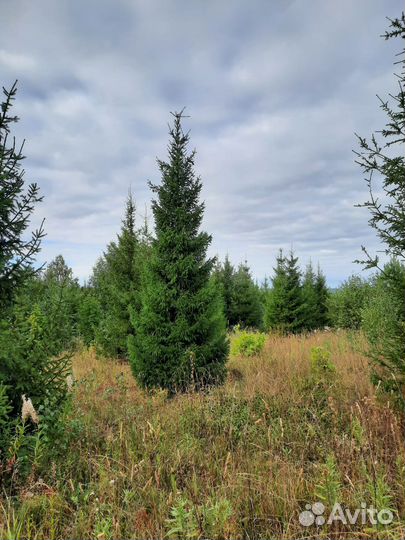 Саженцы Ель/Сосна обыкновенная