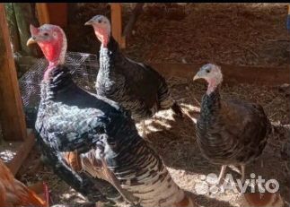 Индюки домашние