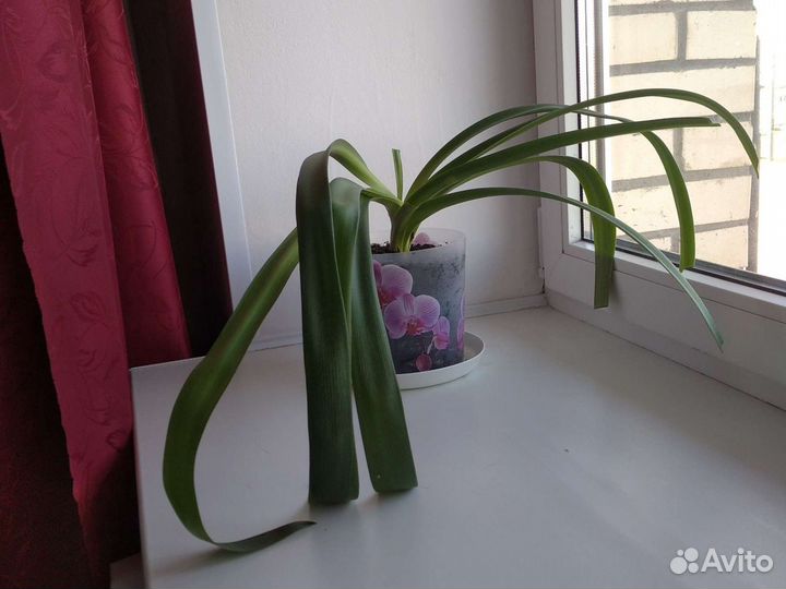 Цветы в горшках