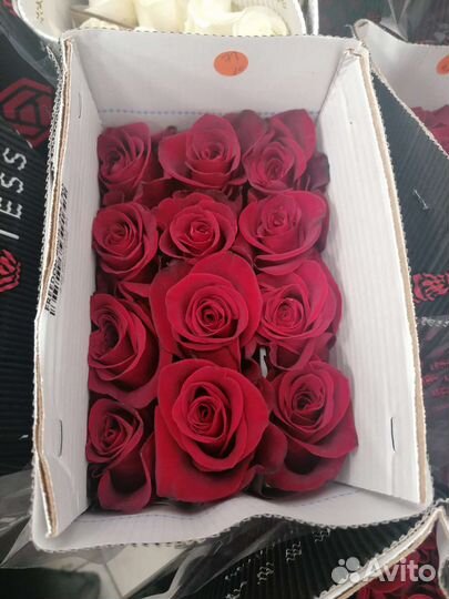 Роза от склада под режимом хранения Доставка