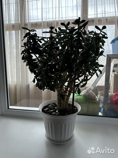 Комнатные цветы, толсяника