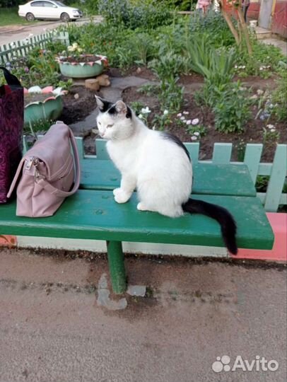 Кошки в добрые руки