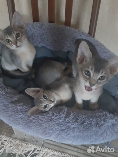 Абиссинские котята