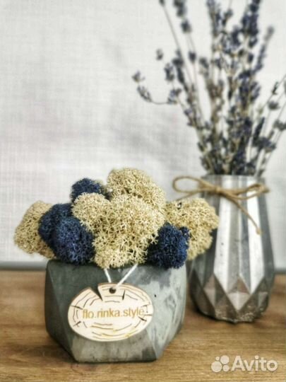 Стабилизированный мох в кашпо