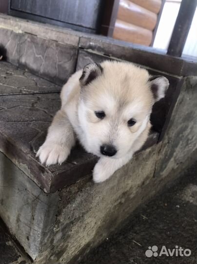 Продаются щенки сибирской хаски