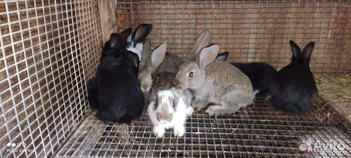 Кролики мясных пород