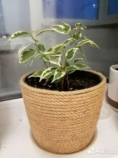 Фикус 3 веточки в горшочке