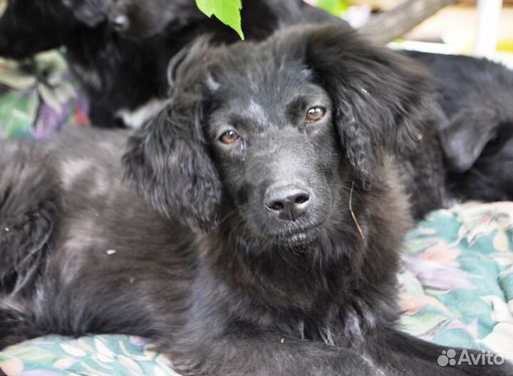 Щенок для частного дома