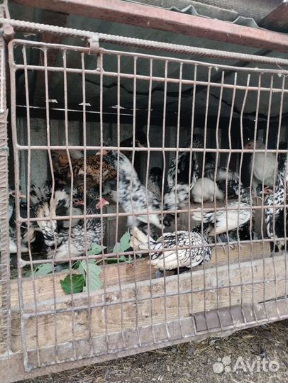 Куры петухи