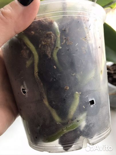 Орхидея фаленопсис Феникс(Отцвёл)