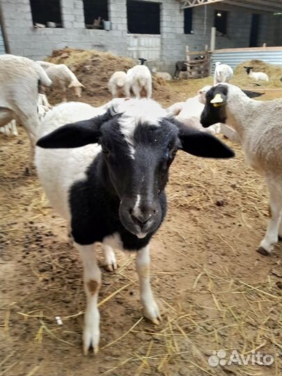 Бараны дорпер