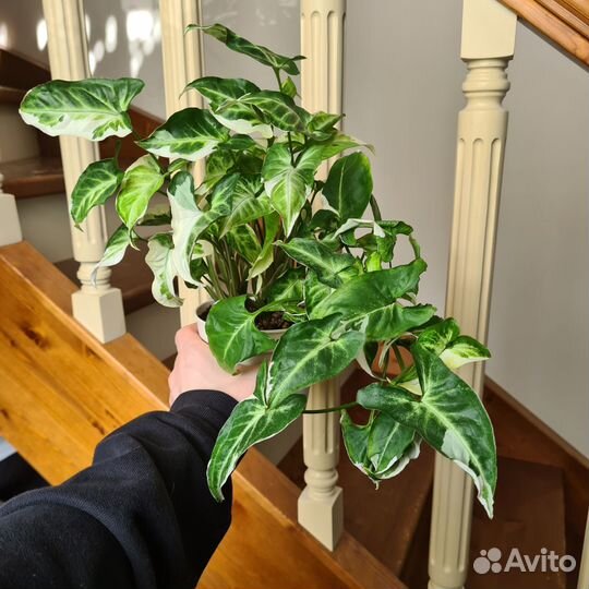 Сингониум Т-25