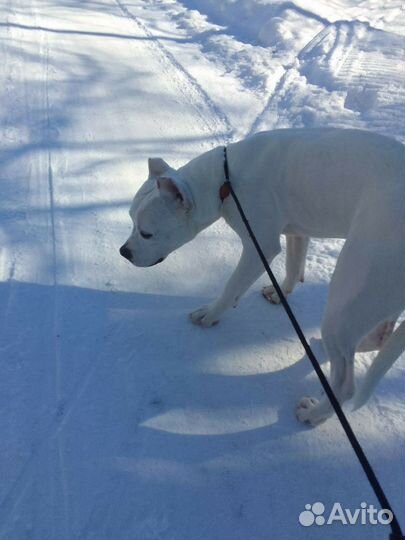 Вязка стаффордширский терьер