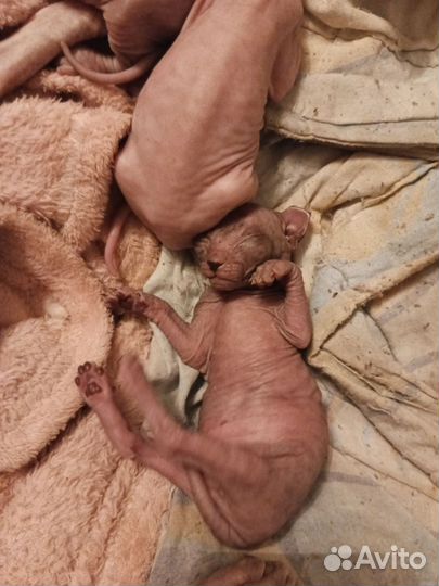 Донской сфинкс котята