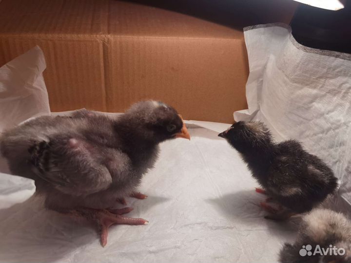 Цыплята мехеленская кукушка