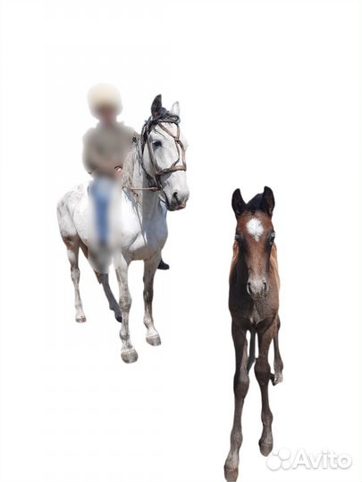 Кобыла с жеребенком