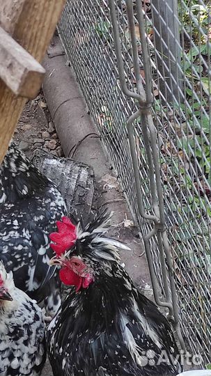 Китайская королевская курочка, соберу И/Я