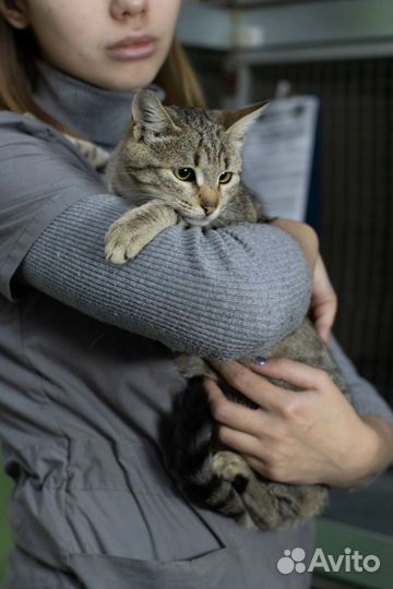 Кот в добрые руки