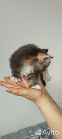 Кошечка Мейн Кун