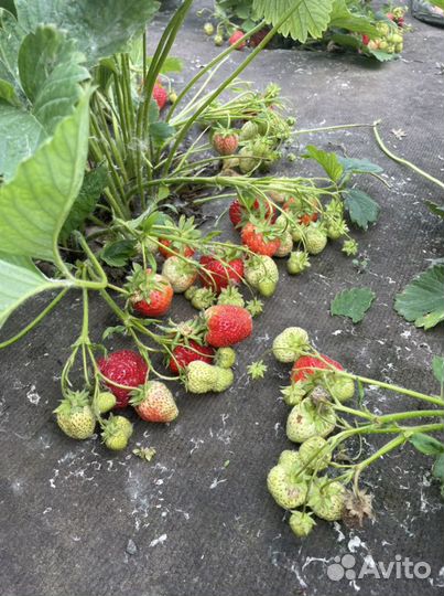 Саженцы клубника