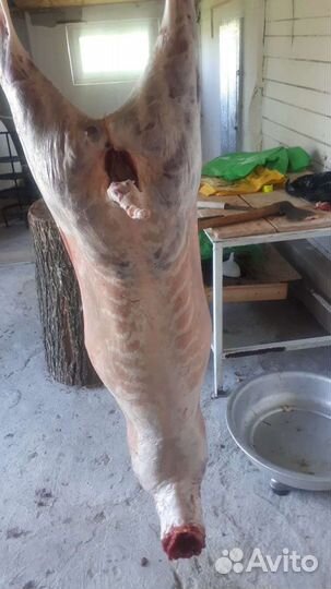 Бараны на курбан,баранина ягнятина