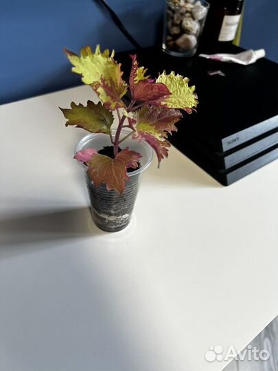 Колеус mint mocha