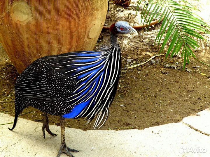 Цесарки грифовые