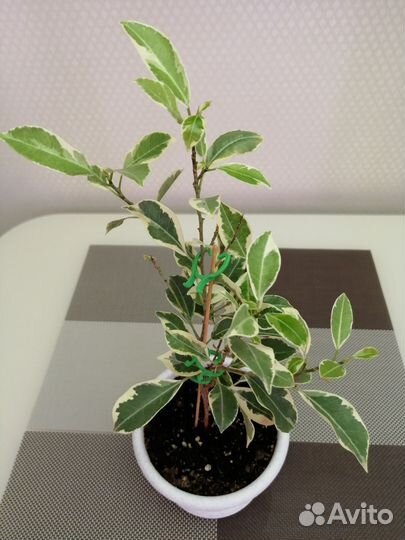 Фикусы Нью Клон, Нитида Гавайи, Альбомаргината