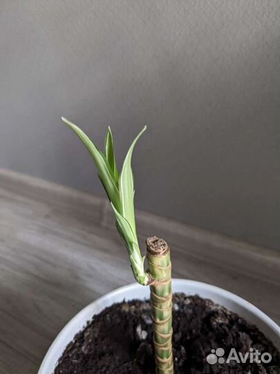 Драцена душистая